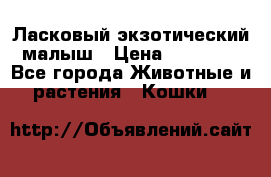 Ласковый экзотический малыш › Цена ­ 25 000 - Все города Животные и растения » Кошки   